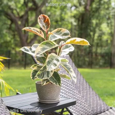 rubber plant